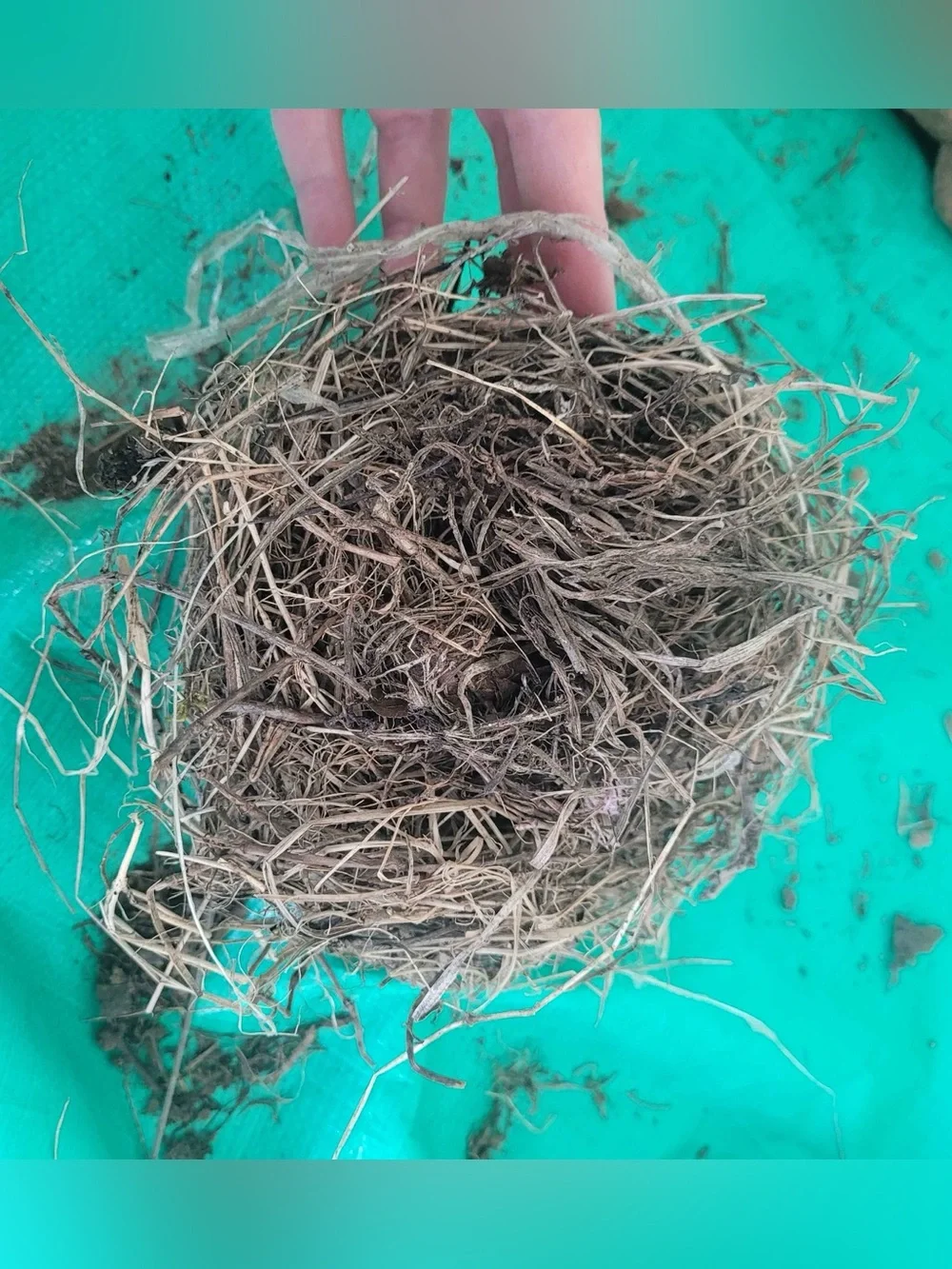 Bird Nest organic material fallen nest “ put a bird on it” natural decoration